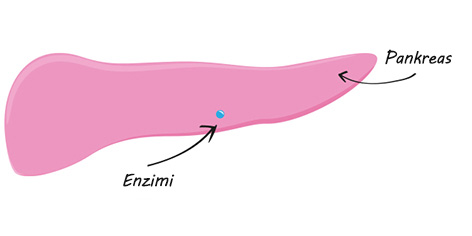 Why is pancreas so important when it comes to good food?